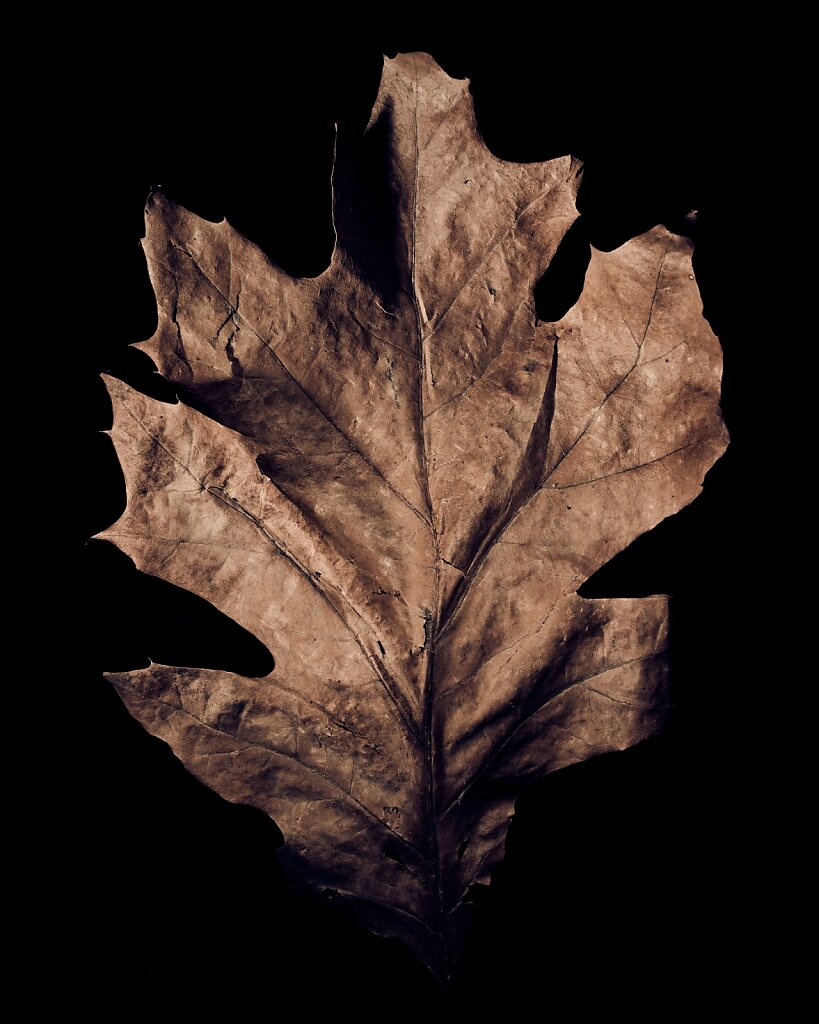 Leaf-191005-0970-2.jpg